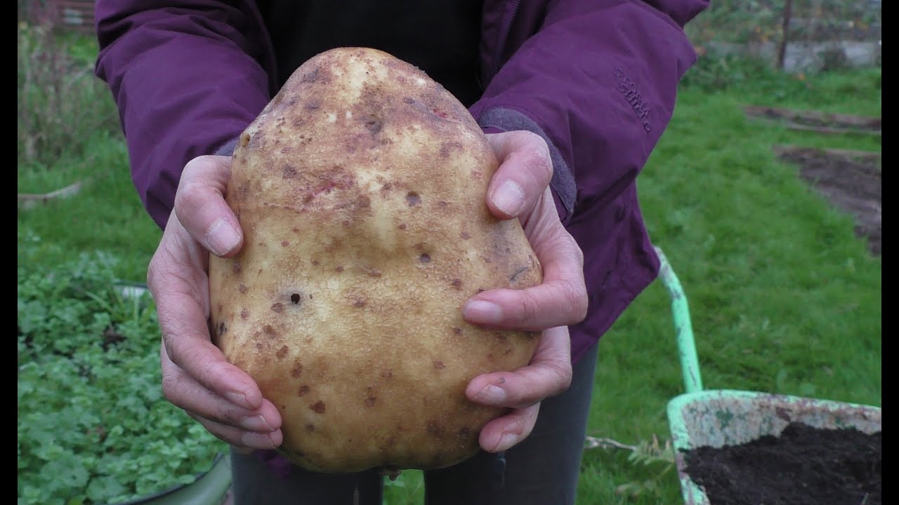 Root Veg