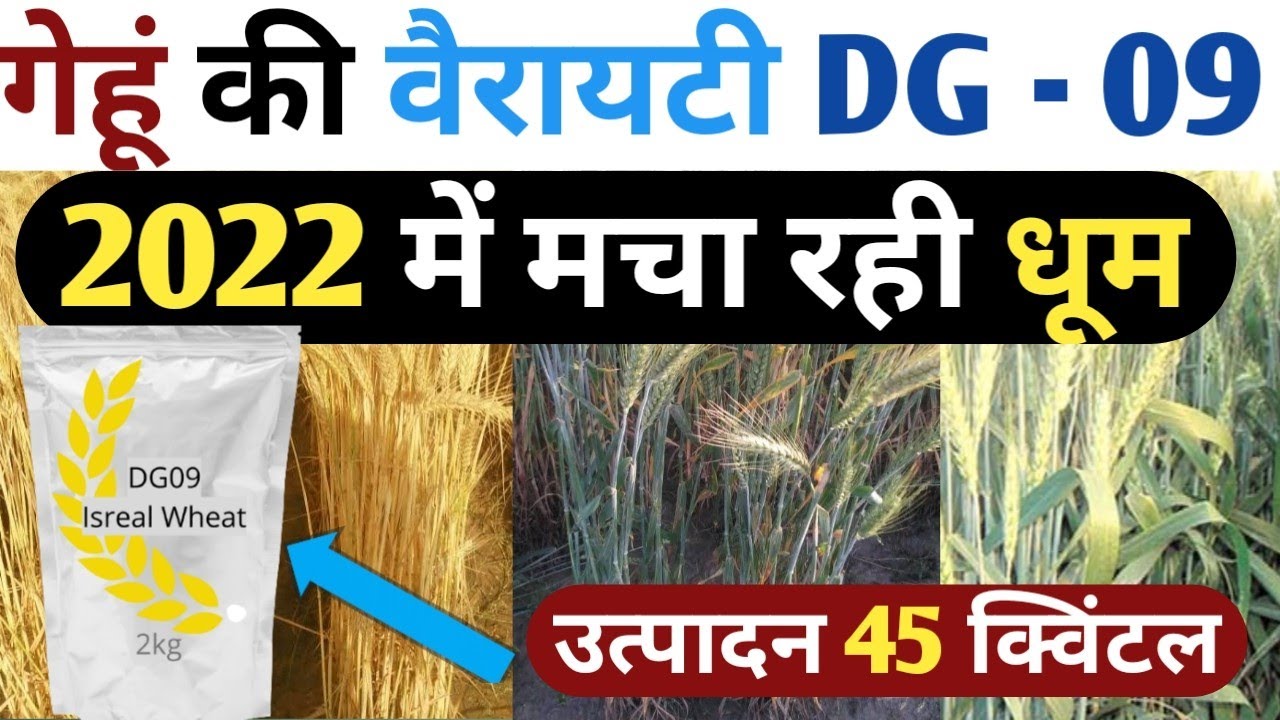 गेहूं की वैरायटी DG 09 || 2022 में मचा रही धूम || उत्पादन 45 क्विंटल एकड़ || Best wheat Variety