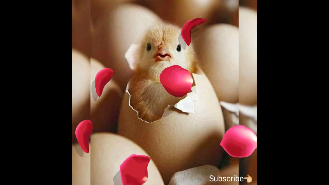 Beautiful WhatsApp Imeag dp#fb#profile#Pics #shorts Video