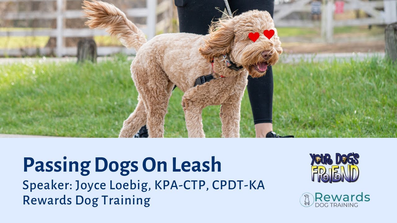 Passing Dogs on Leash: Skills for Success  2-24-2024
