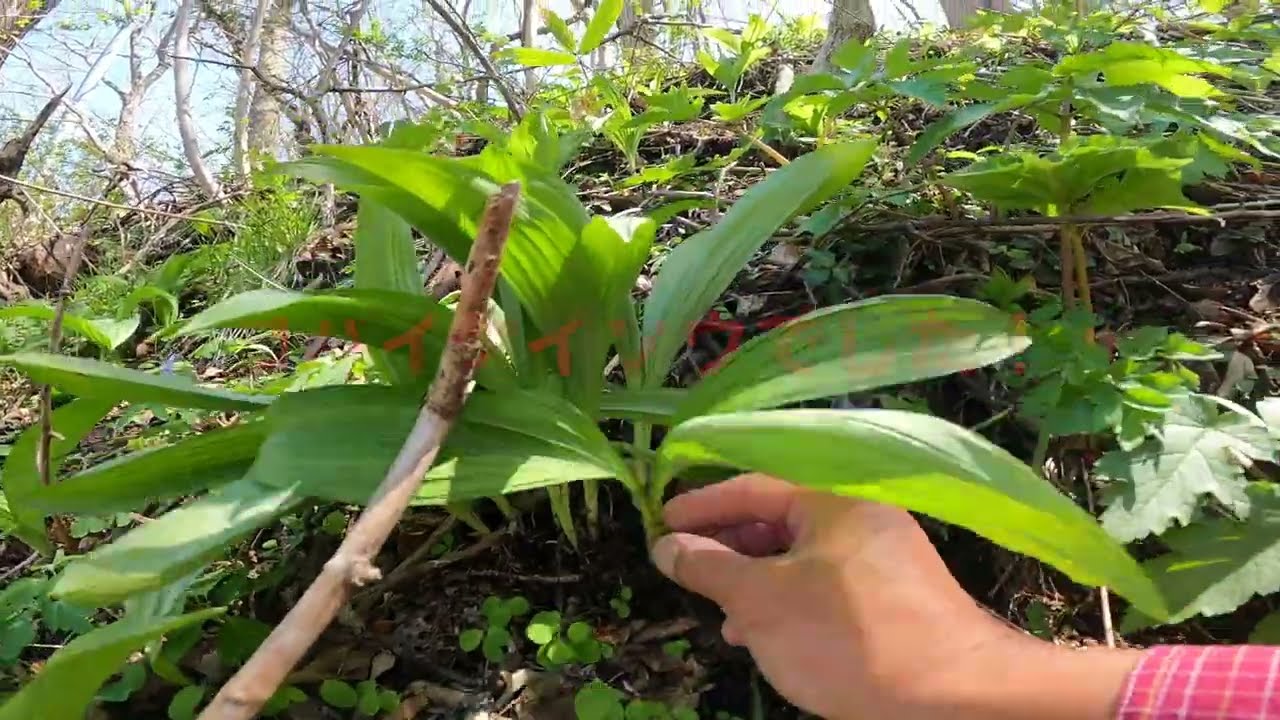 ぐっち先生の『有毒植物図鑑』　間違い易い山菜との違いを丁寧に解説！