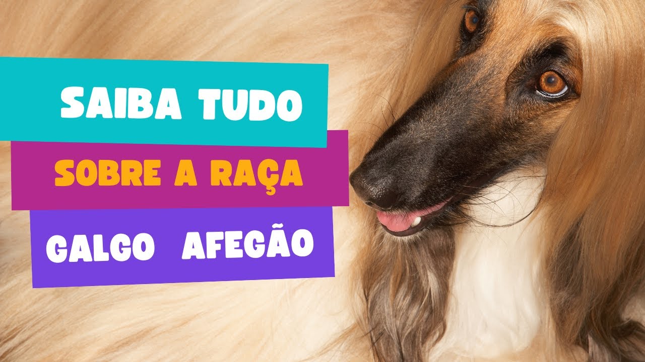 Saiba tudo sobre a ra&ccedil;a Galgo Afeg&atilde;o