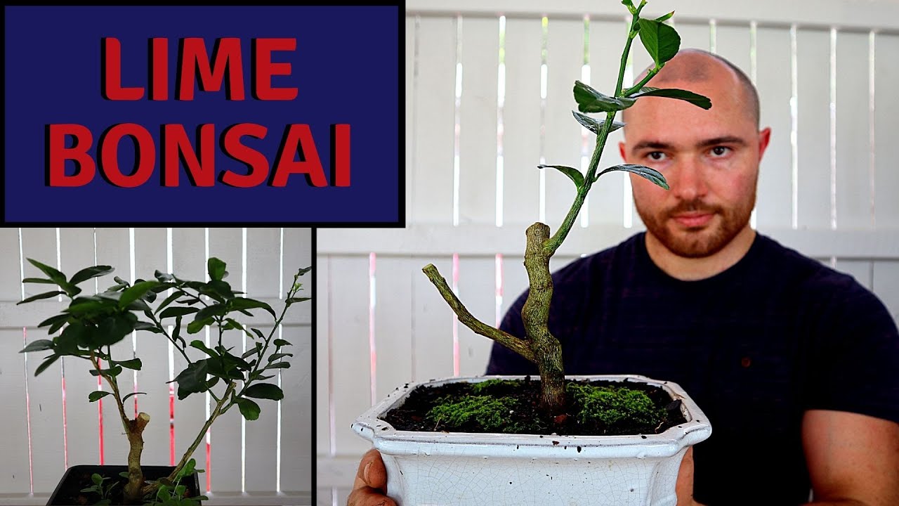 Making a Lime Tree Bonsai From Nursery Stock | Pruning and Root Pruning Citrus Bonsai