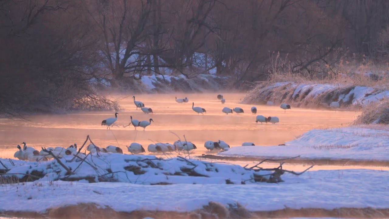 Dawn on the Setsuri River | Where the Cranes Awaken　雪裡川の夜明け｜タンチョウが目覚める場所