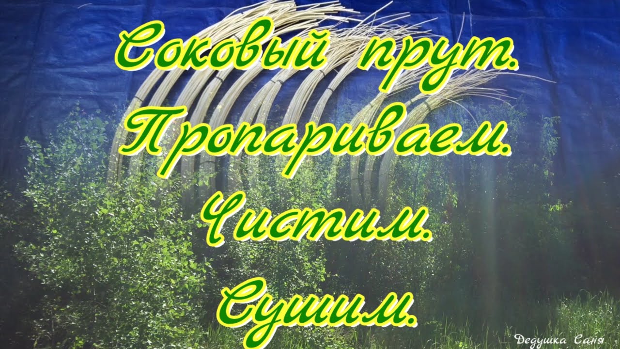 Соковый прут: пропариваем, чистим, сушим / Juice rod: steamed, cleaned, dried @DeduschkaSanja