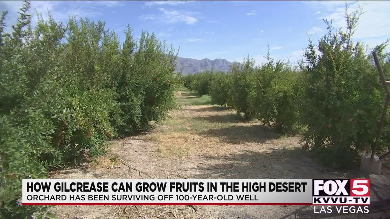 How Gilcrease Orchard is able to grow fruit in high desert