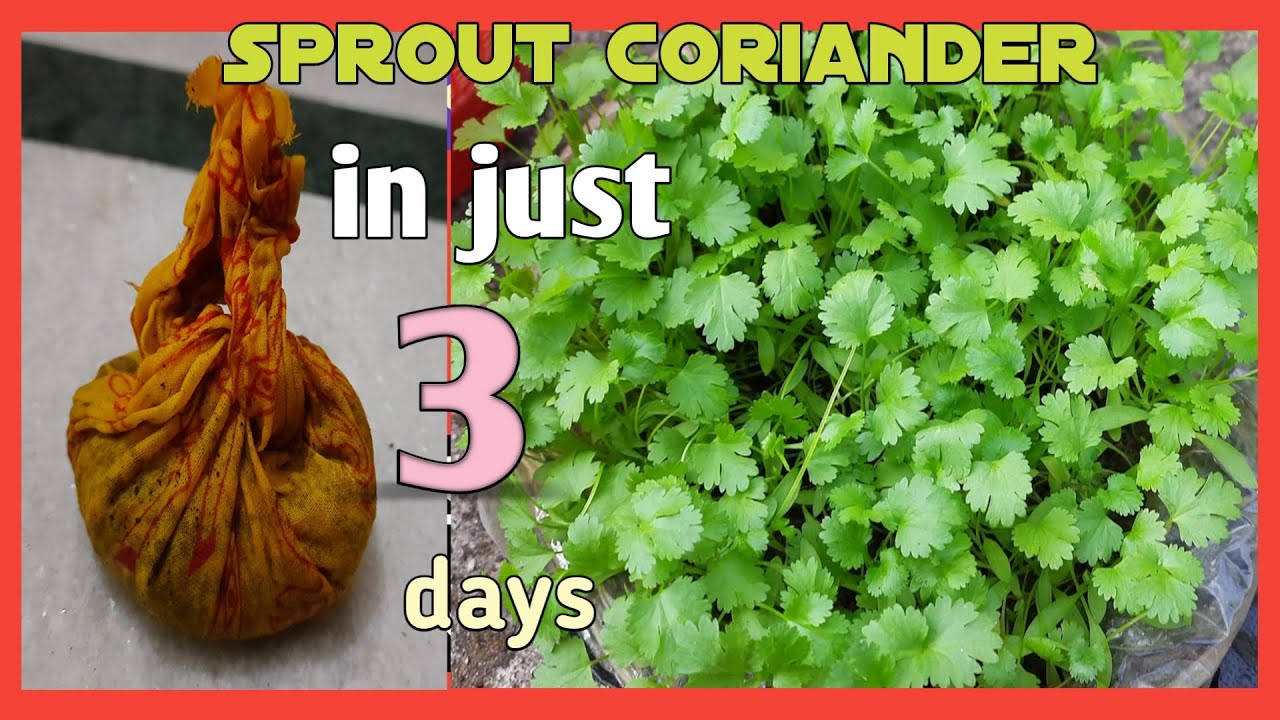 Sprout coriander in just 3 days| How to grow coriander at home|Fastest growing method of coriander