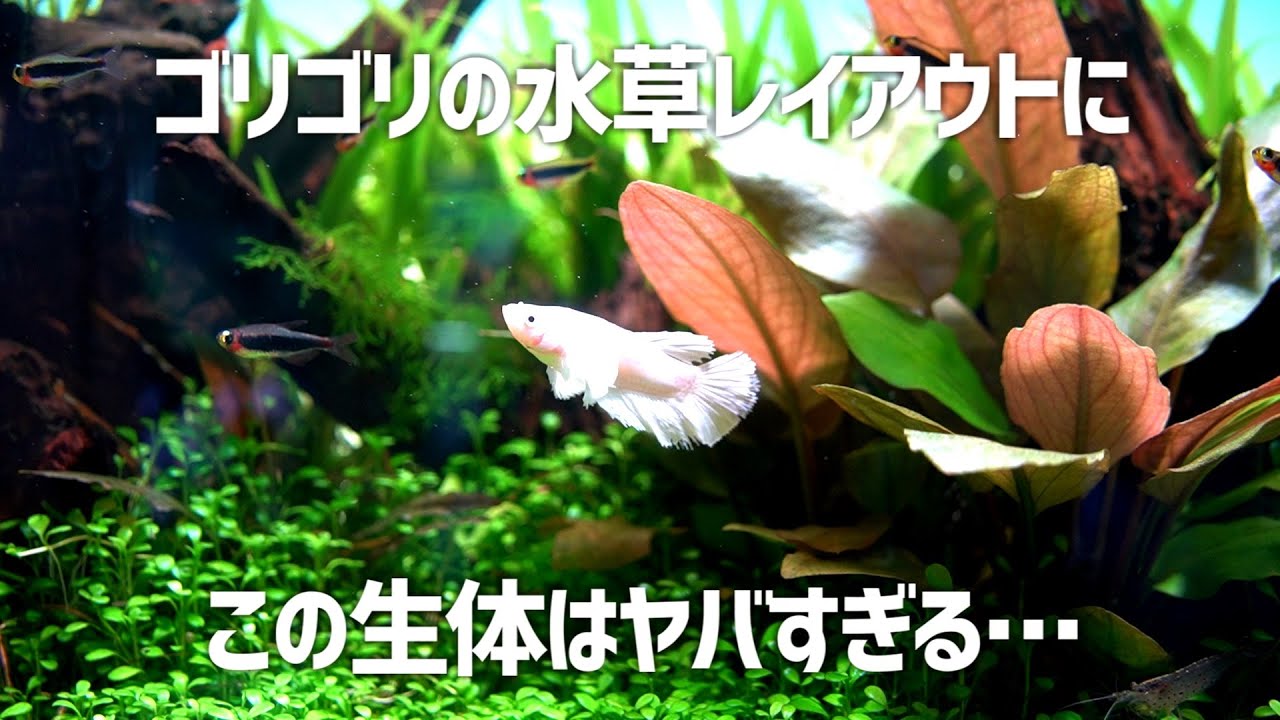 これは邪道…？60㎝水槽に禁断の生体を導入。#593 【アクアリウム】