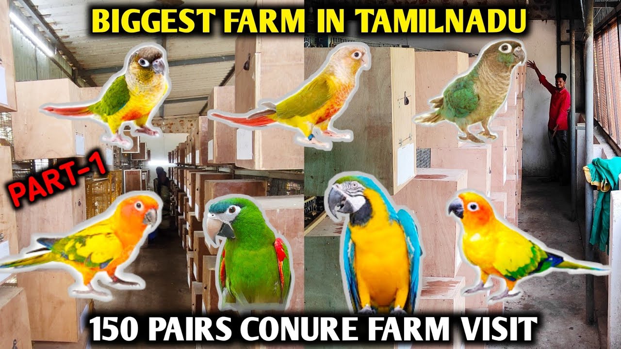 Biggest bird farm in tamilnadu | Sun conure farm | Small conure | Hahns macaw | Birds farm tamil
