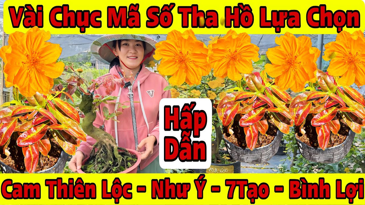 17/3☎️0765289497☎️🌲Mai Vàng Giá Rẻ🌲Cam Thiên Lộc-Như Ý-Giảo Ông Thầy-7Tạo-Bình Lợi...🌲