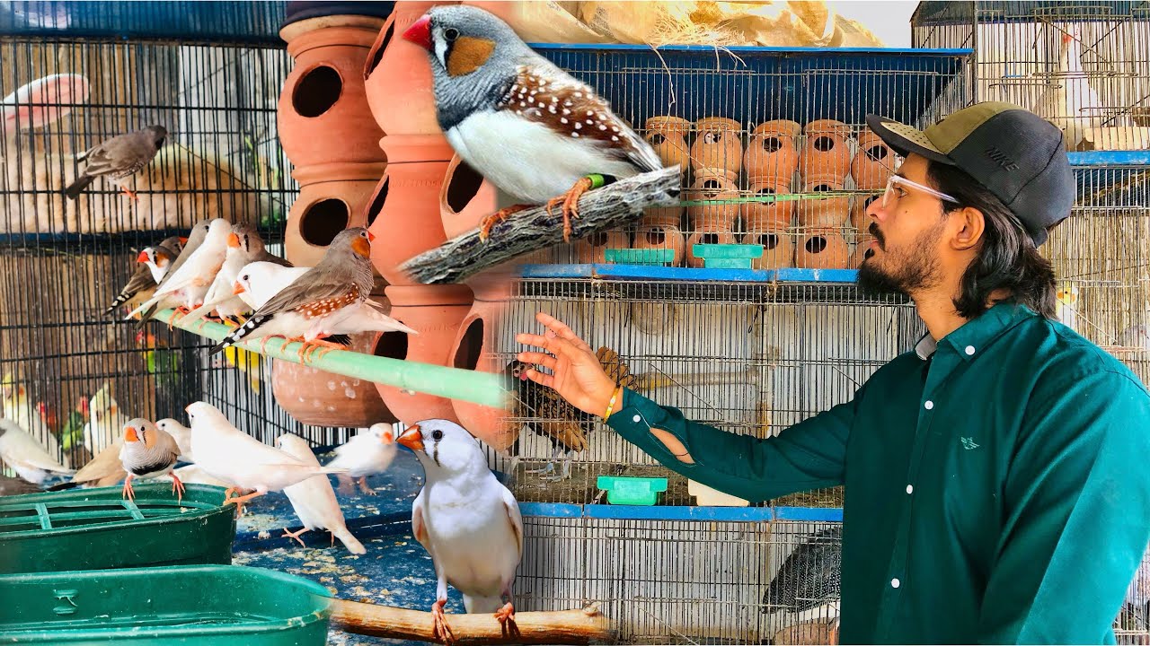 Sari Finches Ur Gai🐦‍⬛ Finch Colony Viraan Ho Gai🥺 Rabbit Ne Kaha Bache Diye🤔