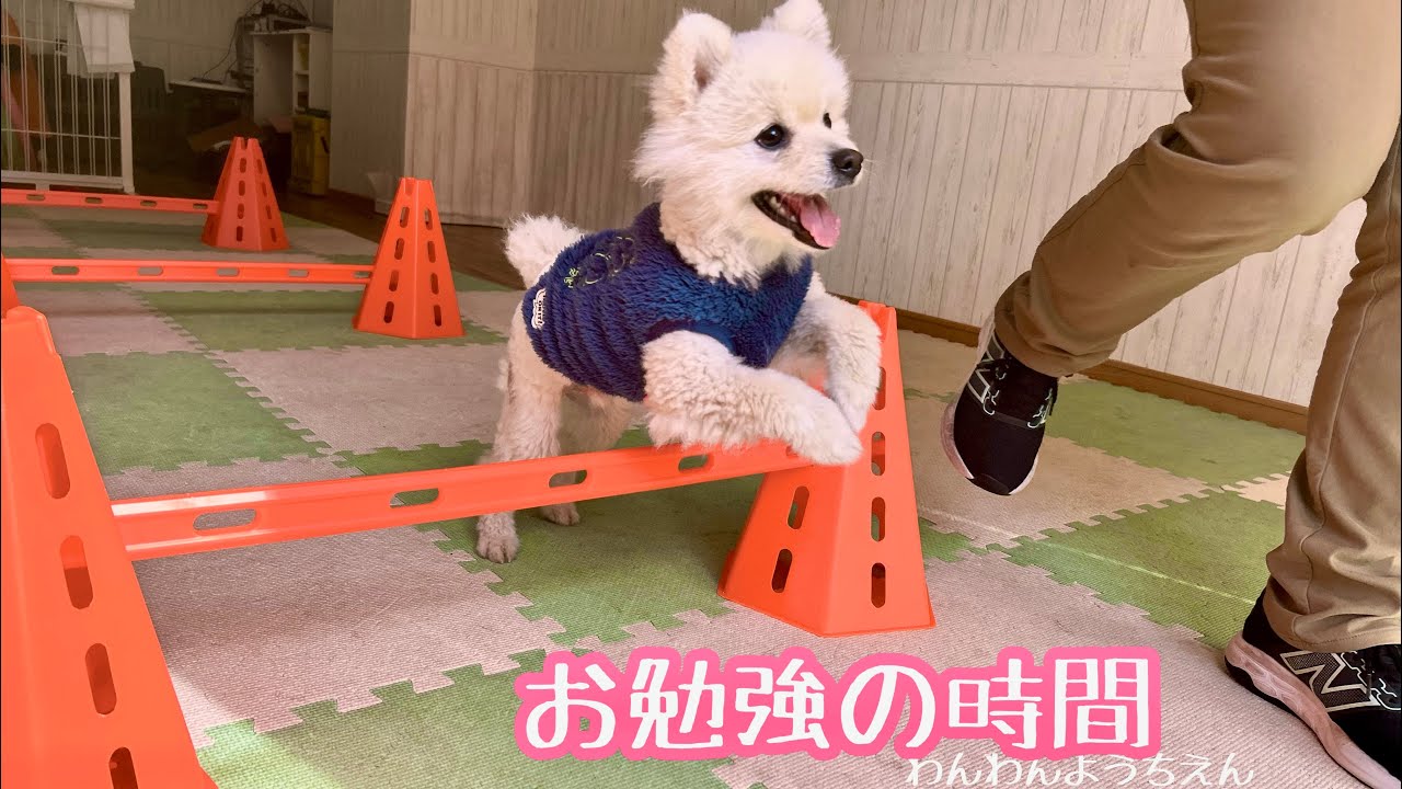 【犬の幼稚園】みんなでミニアジにチャレンジ！