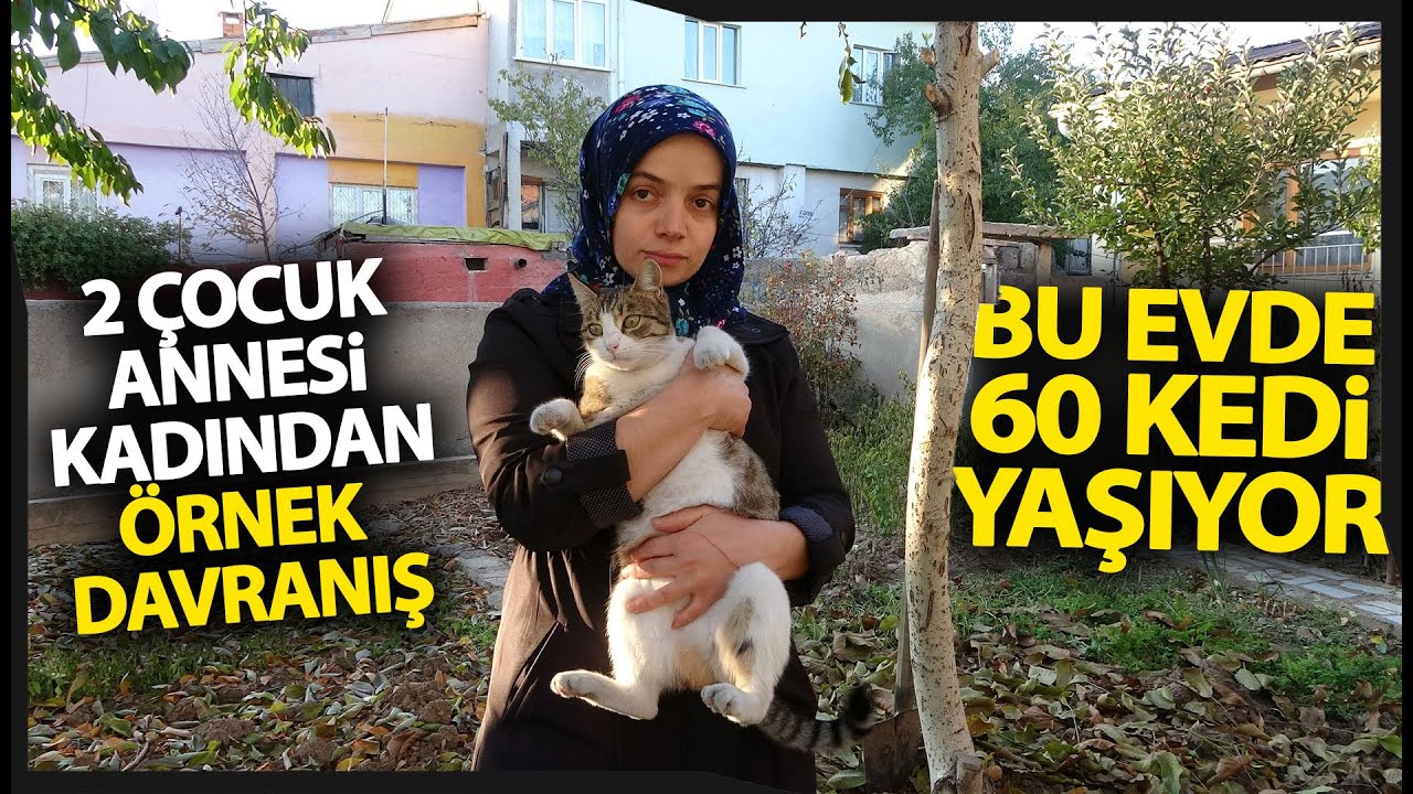 Hayvan Sever Kadın, Boş Evde 60 Sokak Kedisine Gözü Gibi Bakıyor
