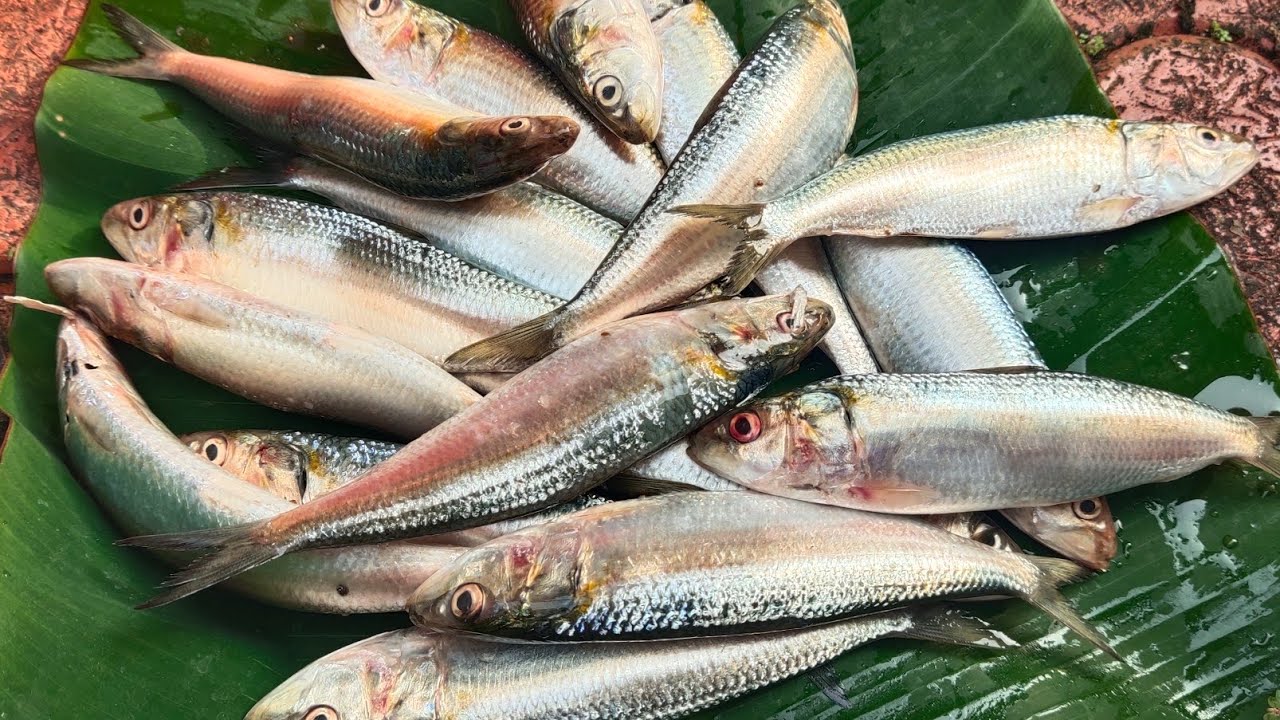 ದೊಡ್ಡ ಬೂತಾಯಿ ಮೀನಿನ  ಗಸಿ/ಈ ಗಸಿ ಮಾಡಿ ಮರುದಿನ ತಿನ್ನಿ /ರುಚಿ ಸೂಪರ್ ಆಗಿರುತ್ತೆ /boothayi fish  gasi👌👌