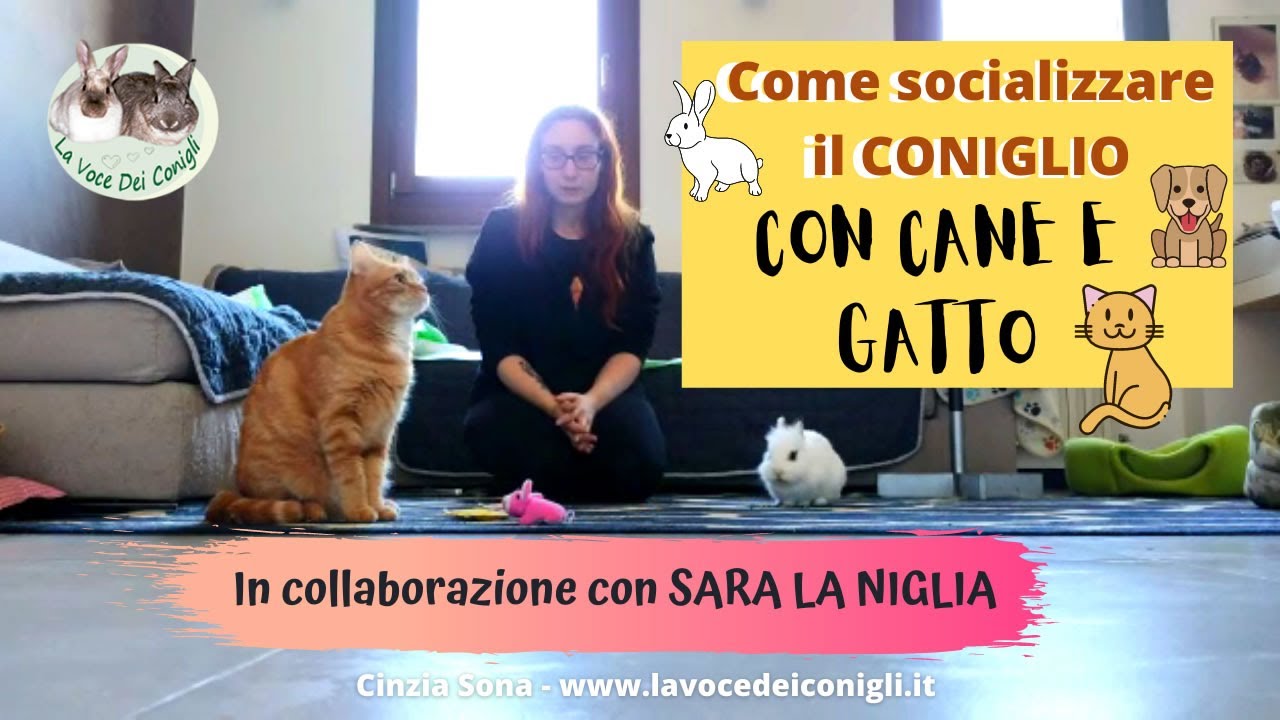 Socializzare il CONIGLIO con CANE e GATTO