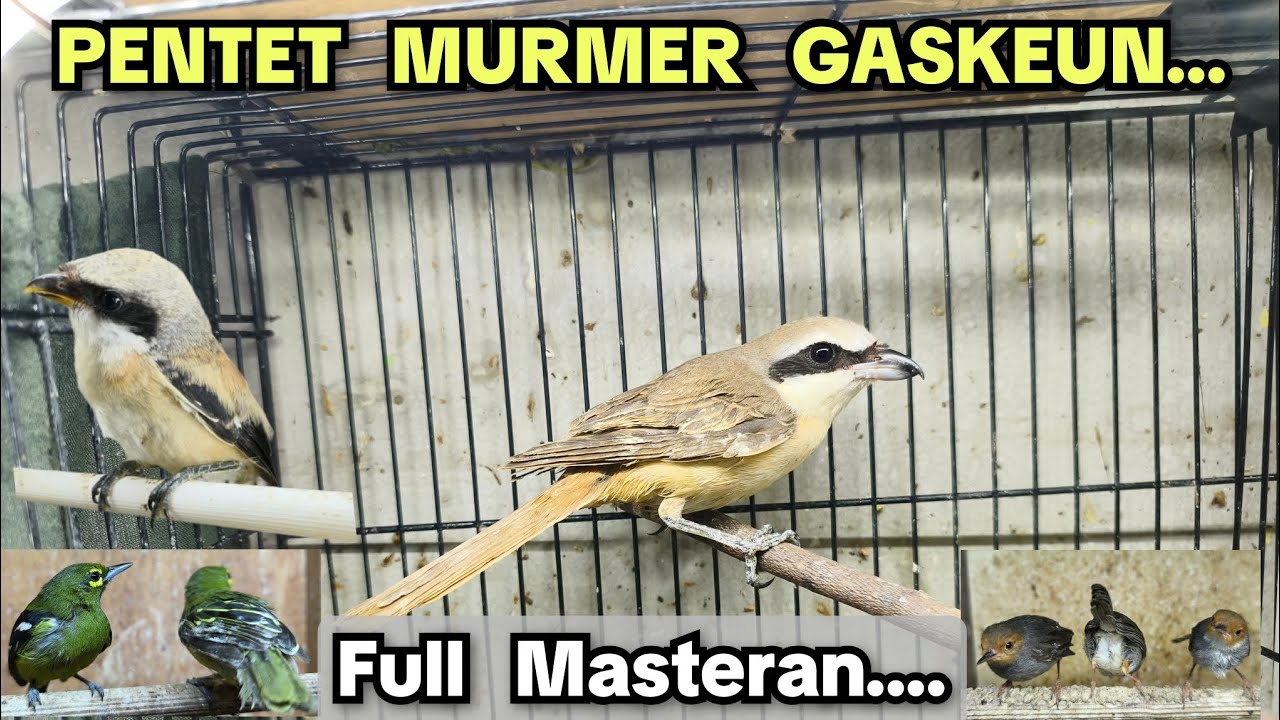 Full Masteran...‼️ PENTET MURMER GASKEUN...‼️‼️