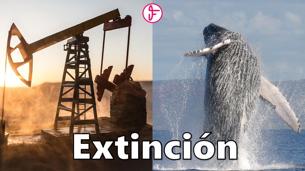 El petróleo y cómo salvó las ballenas de LA EXTINCIÓN