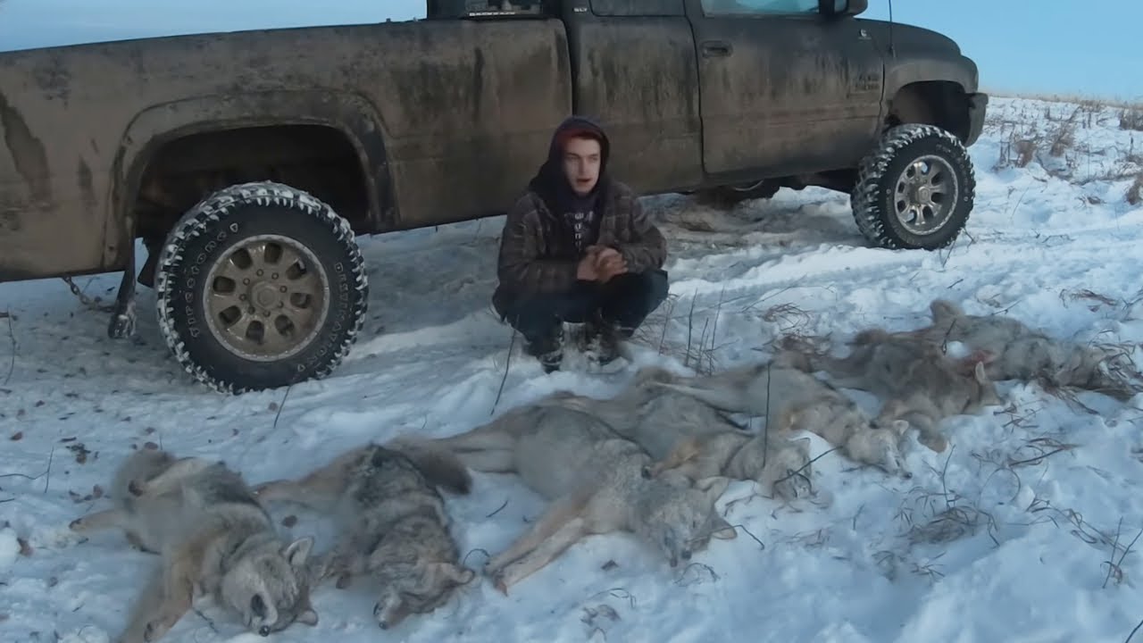 On the Trapline Ep.2 - Best Check so Far! (7 Coyotes)