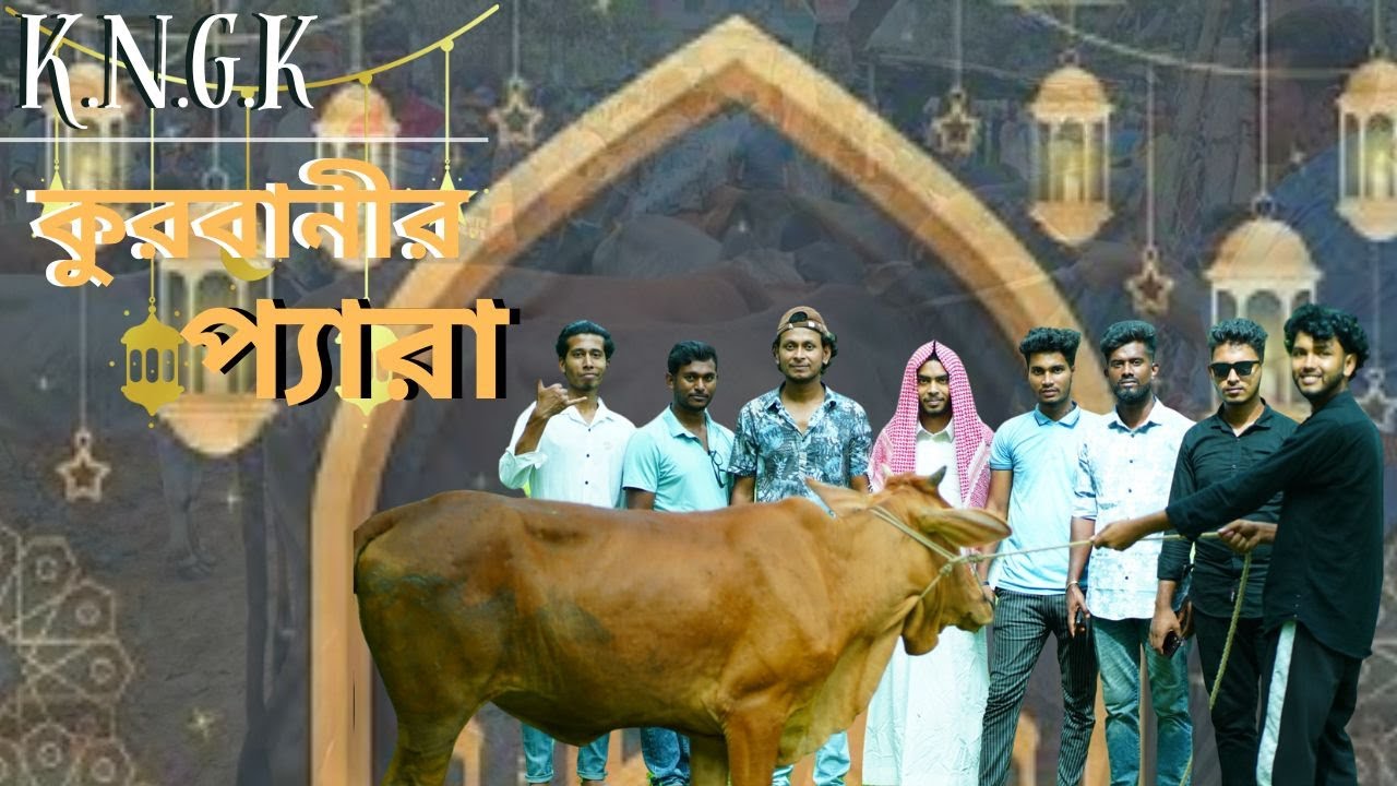 K.N.G,K | কুরবানীর প্যারা | New Funny Video |