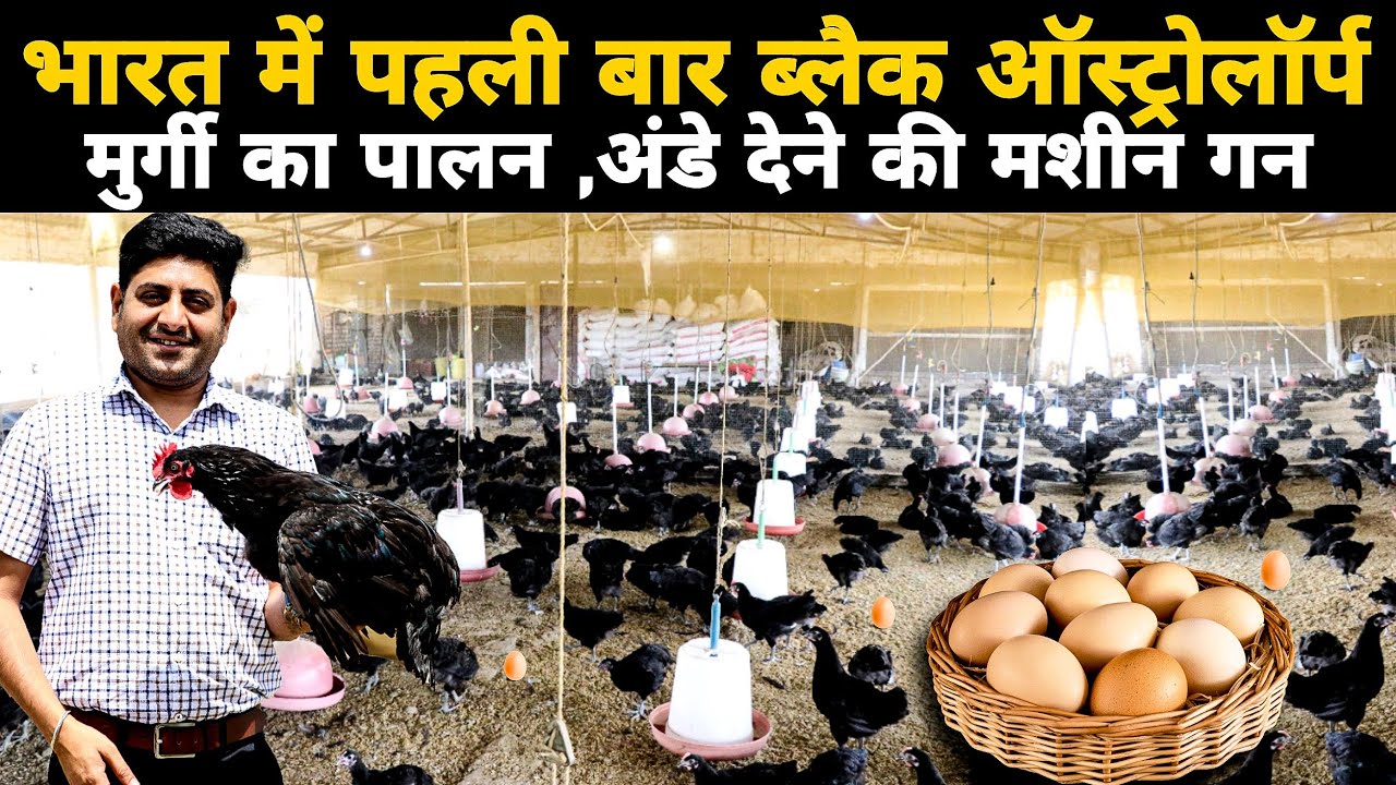 350 से भी ज्यादा अंडे देने वाली मुर्गी Black Australorp farming in india देसी मुर्गी की पूरी जानकारी