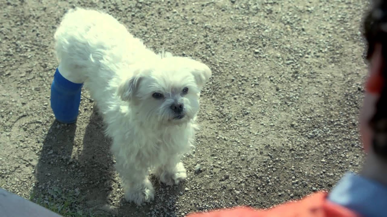 Dog in cast   Amazon Prime TV Commercial