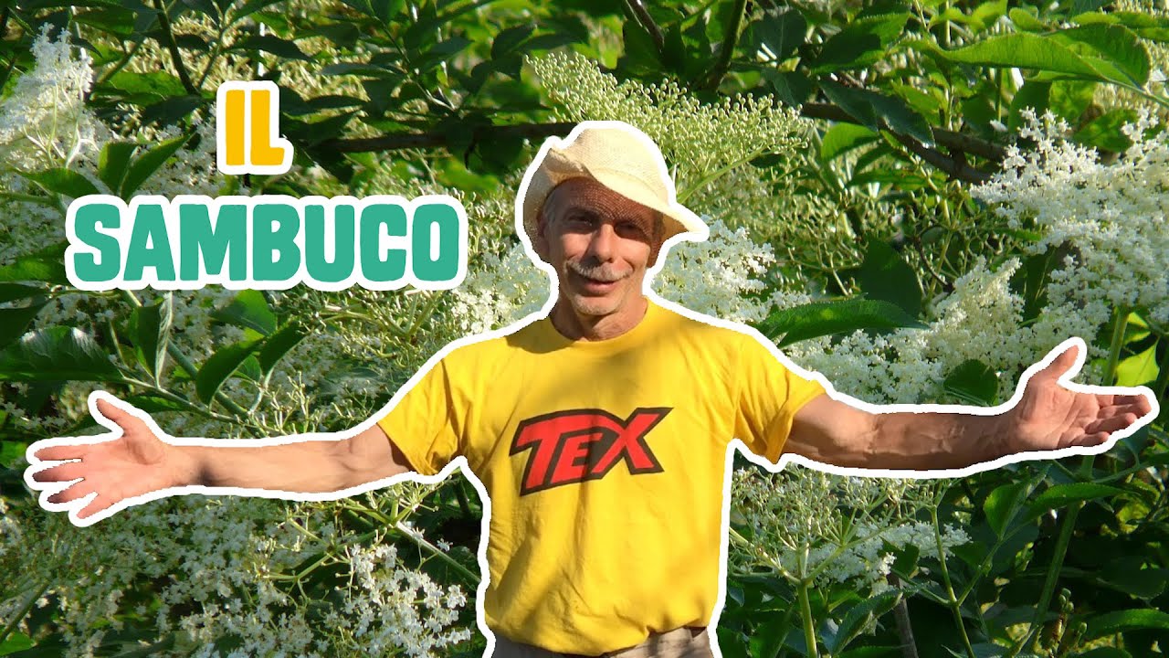 GIOVA LOVES NATURE 🌳 - Ep.5 - I mille usi del SAMBUCO