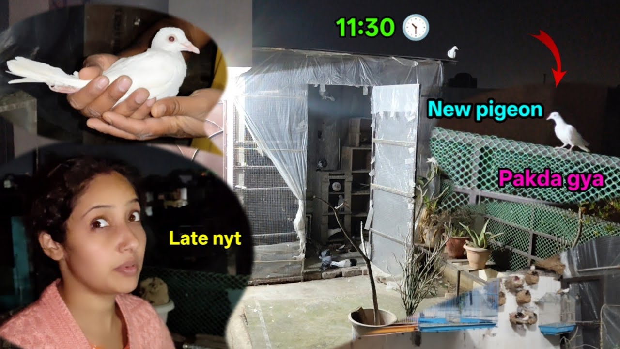 Derr raat kabootar pakda || naya kabutar kaise pakde || how to catch pigeon 🕊️😍💪