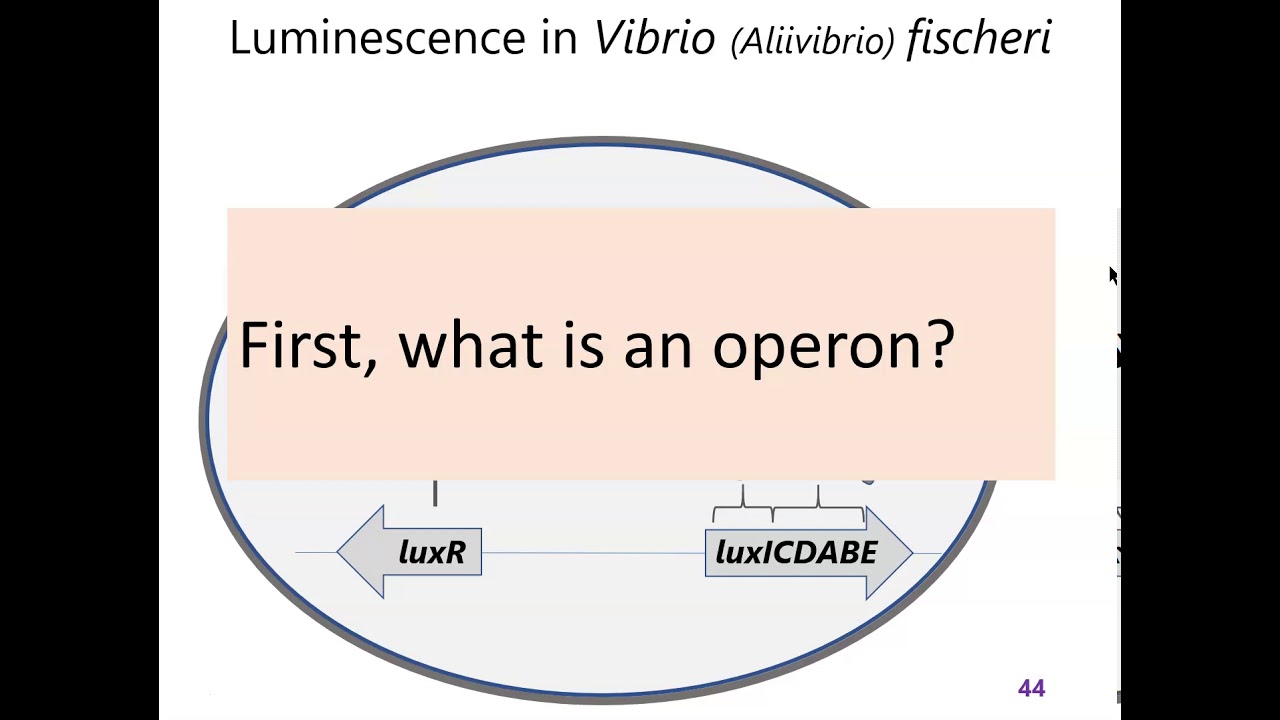 Lecture 4 part 5: Quorum sensing LuxI LuxR