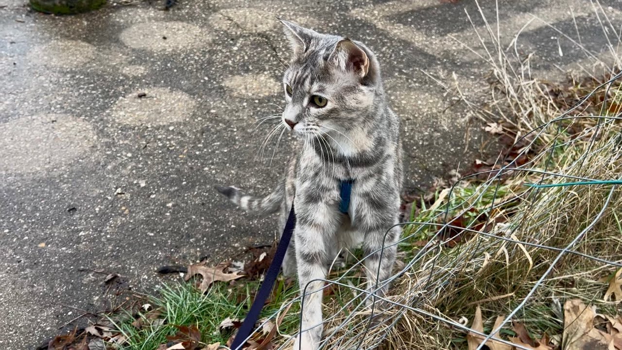 Koala walks outside for the first time in 2026 :) 
