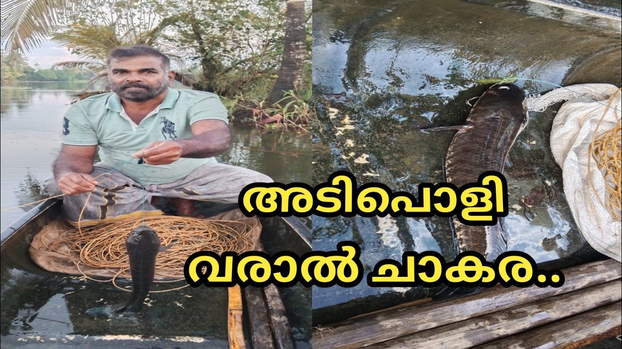 അടിപൊളി വരാൽ ചാകര ... @ldandrdmedia604 