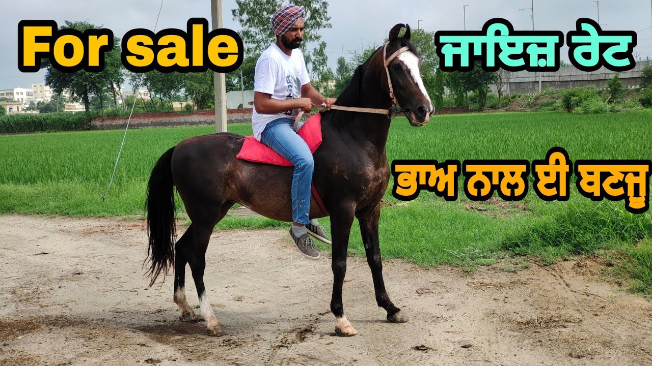 Marwari mare for sale at very low price|cont no 98151-76658 Ajit singh