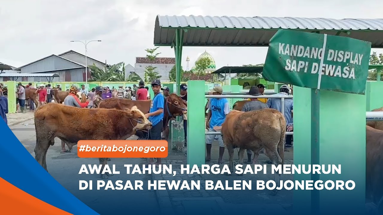 BOJONEGORO - Awal Tahun, Harga Sapi Menurun Di Pasar Hewan Balen Bojonegoro