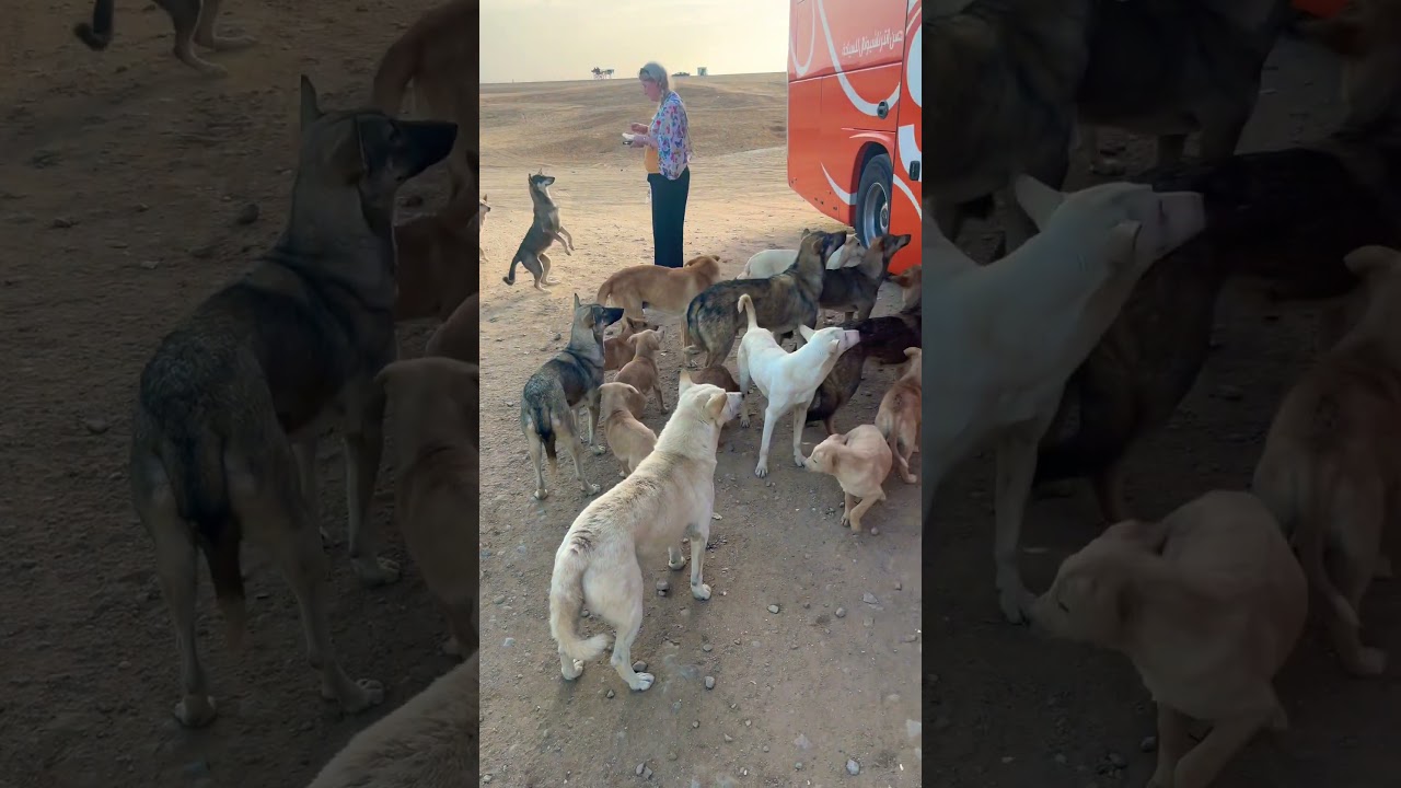 Stray Dogs in Egypt 🇪🇬 #egypt #travel #dog #love #happy