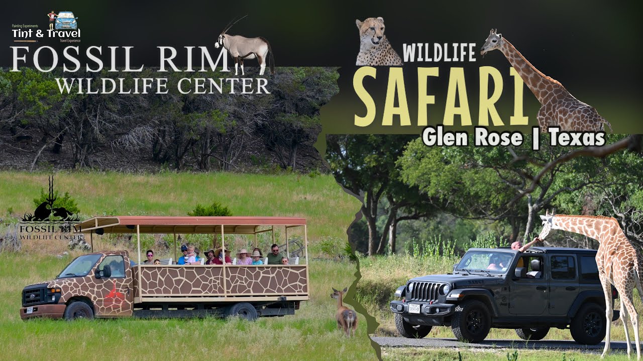 Best Wildlife Safari in Texas | complete guided tour | Fossil Rim | Things to do in Glen Rose Part 1