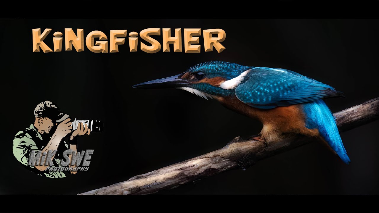 Photographing common kingfisher in the rain