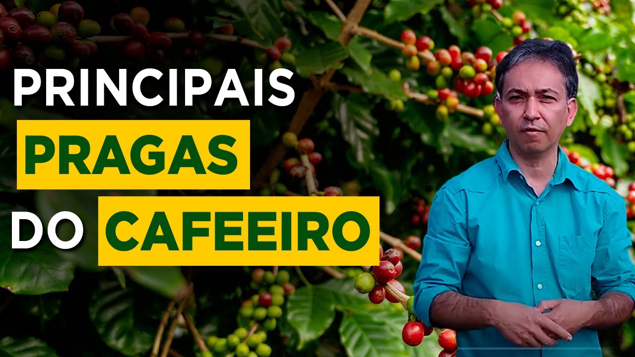 Tudo Sobre o Manejo de Pragas na Lavoura de Café