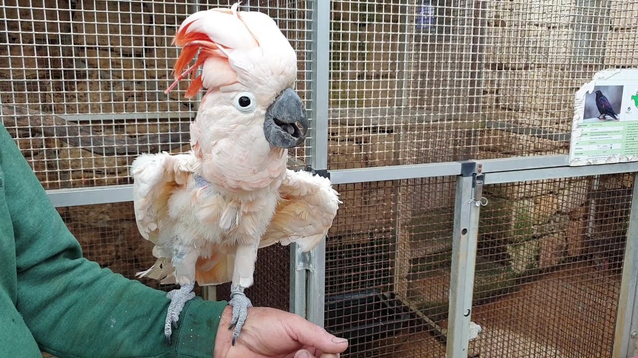 Talking Parrot | Birds Park in Malta | #talkingparrot