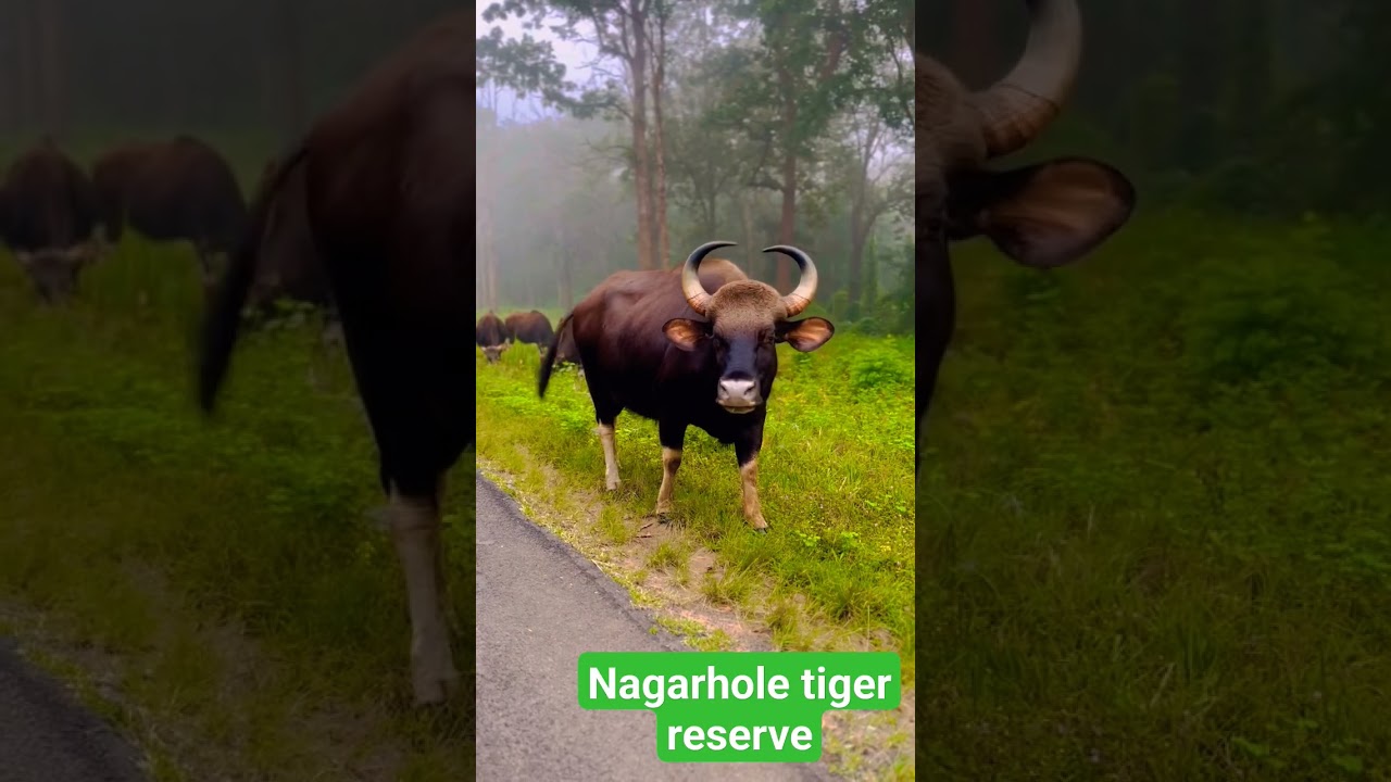 Nagarhole tiger reserve 