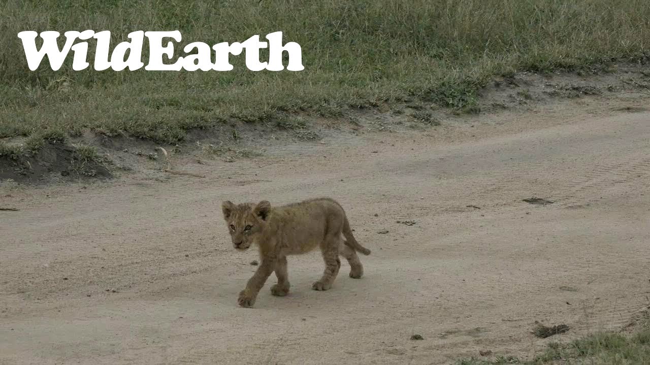 The cutest and bravest little cub
