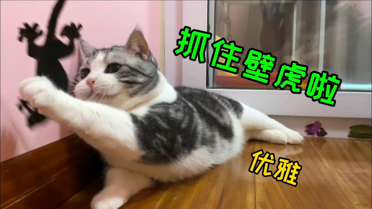 貓的演技能有多強？讓它抓壁虎，一秒30個假動作⋯
