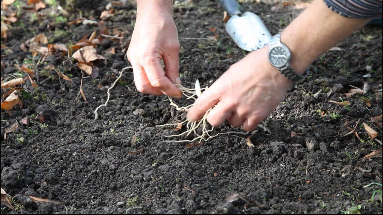The Planting of hardy Lady's Slipper Orchids in the Garden