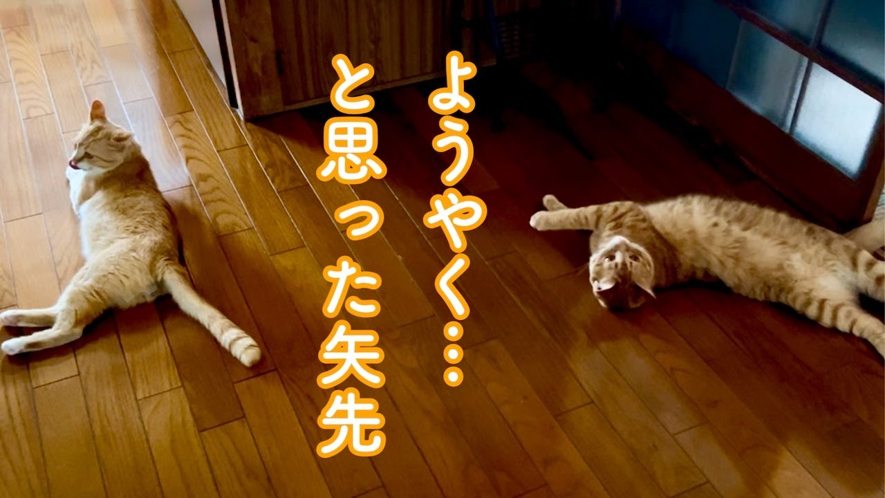 《緊急保護その後》ほっとした矢先　急展開…　茶白猫のリンゴはトライアルへ出発しました…