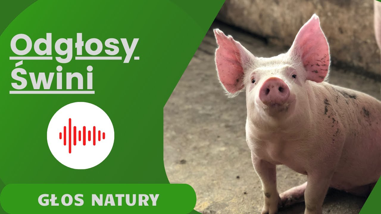 Świnia - odgłosy świni. Odgłosy zwierząt. Zwierzęta domowe