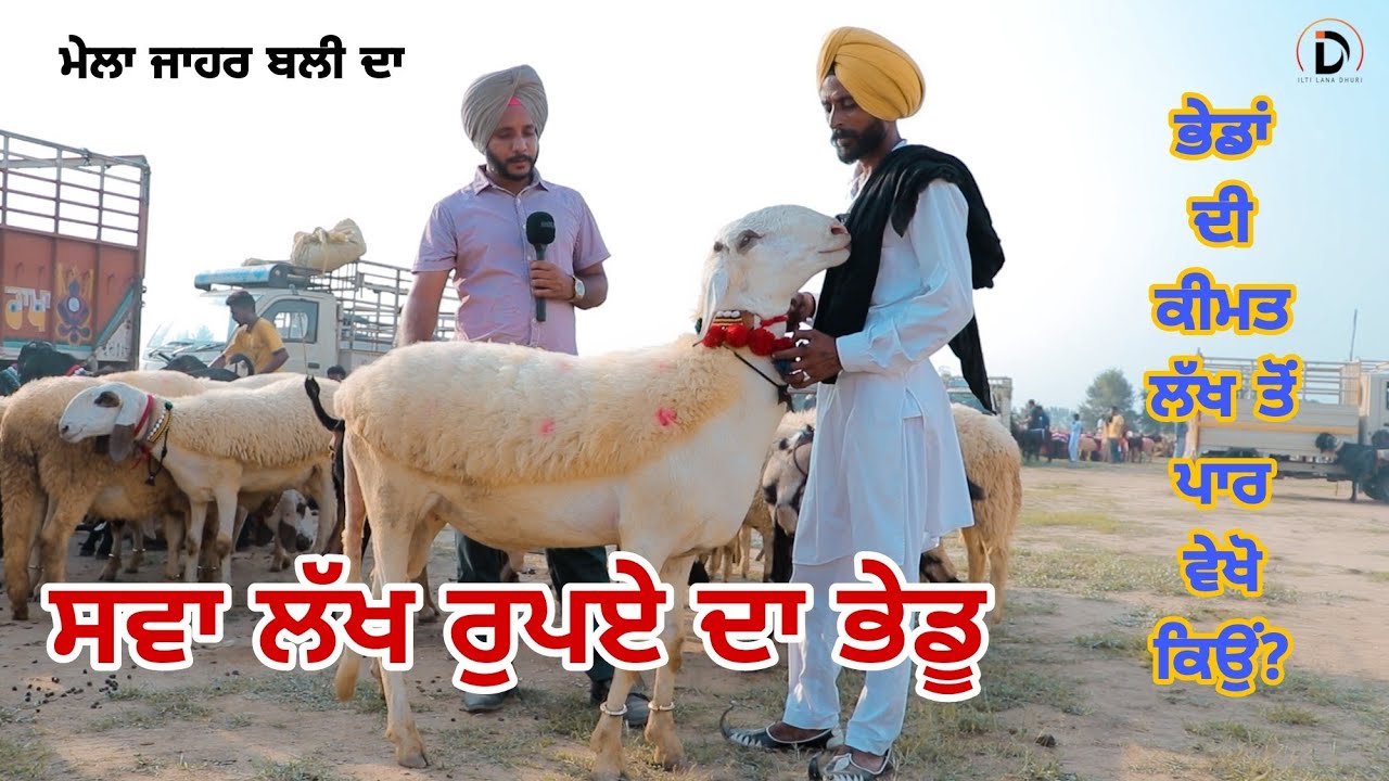 ਸਵਾ ਲੱਖ ਰੁਪਏ ਦਾ ਭੇਡੂ ।। ਭੇਡਾਂ ਦੀ ਕੀਮਤ ਵੀ ਹੁਣ ਲੱਖ ਤੋਂ ਪਾਰ - sheep Farming @iltilanadhuri