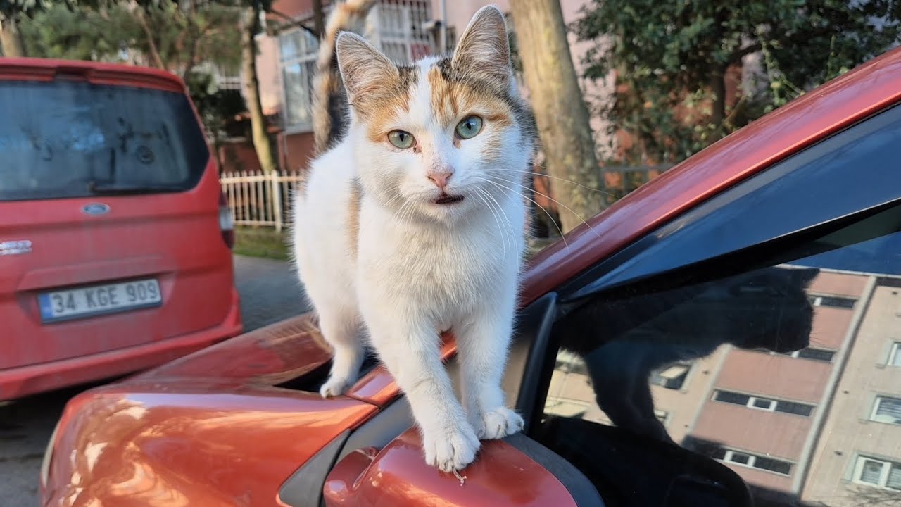 An incredibly cute and friendly kitten.