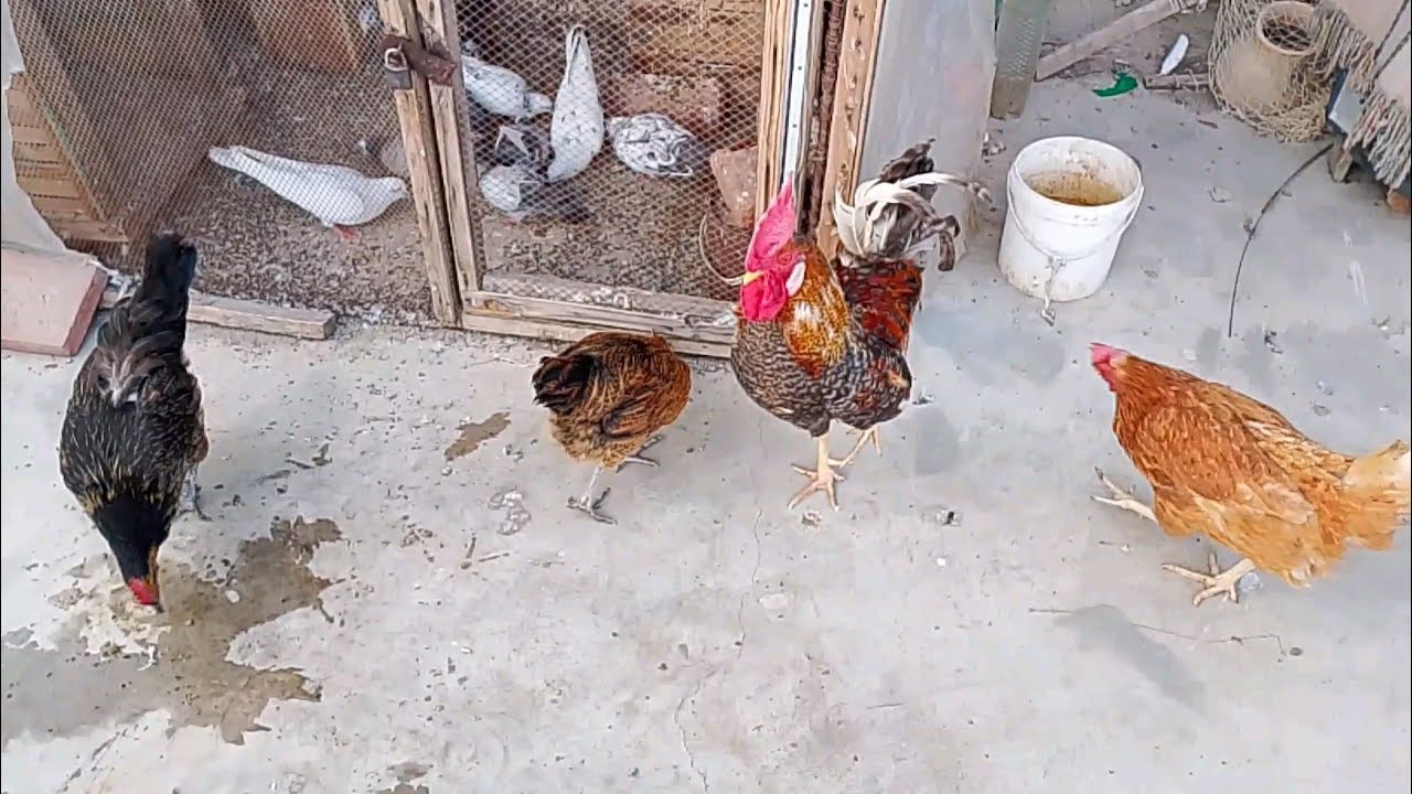 Best chicken farm 😍#youtubeshorts #birds #chicken #vairal 