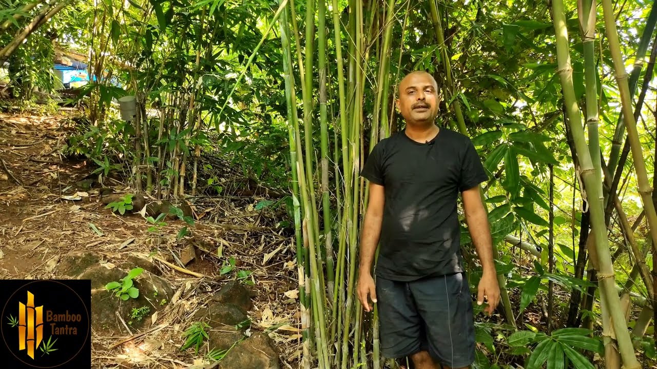 Tulda is one of the most puzzling bamboo species to farmers तूल्दा  बहुत ही उलझाने वाला बांबू  ep 20