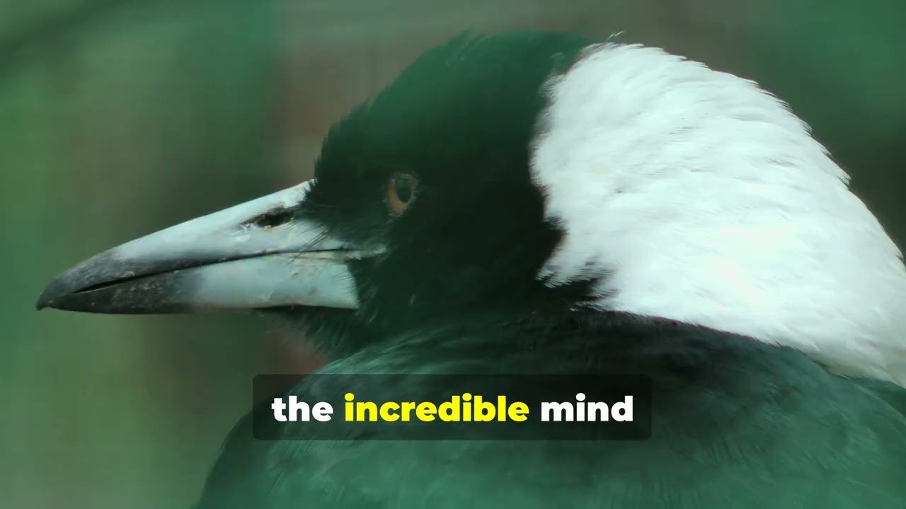 Is Magpie Your Spirit Animal? 