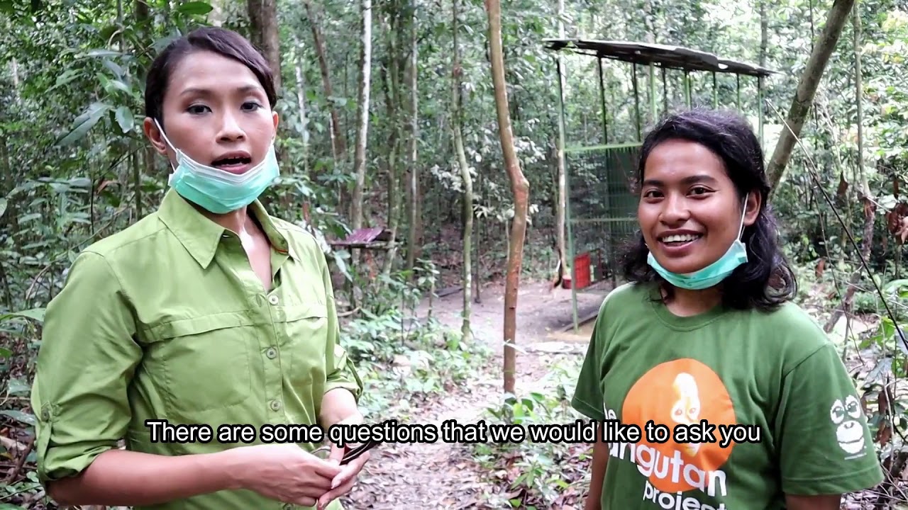 Inside the Centre For Orangutan Protection