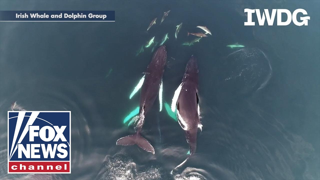 Stunning Video: Whales swim with dolphin pod off Irish coast